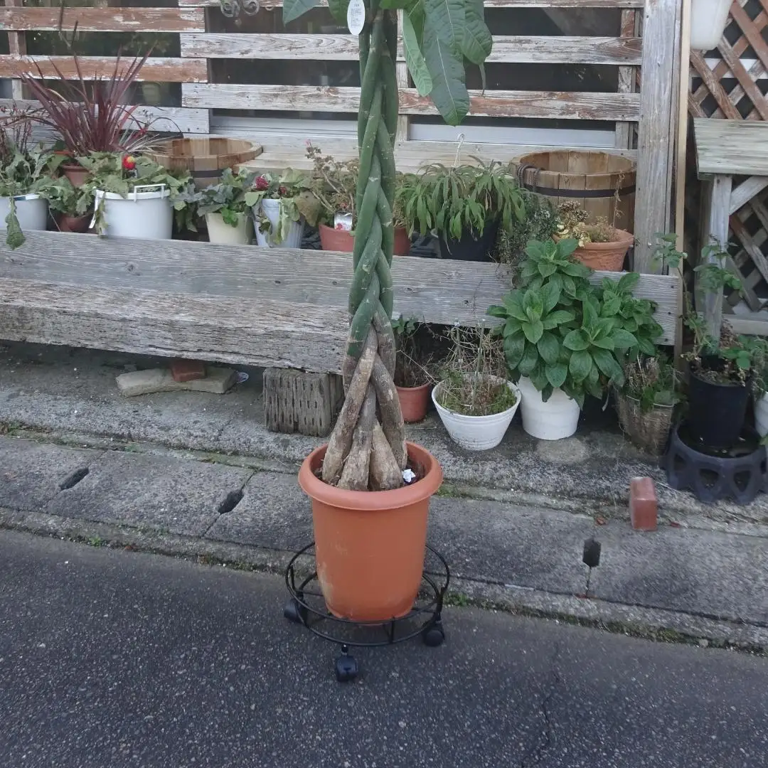 キャスター付鉢のせ台 L 植木鉢台 室内利用可 屋外 園芸用品  [株式会社オビタス] 【013S078】