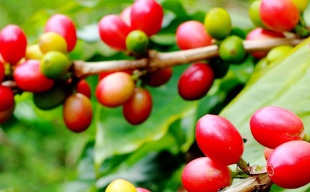 【焙煎工房ゆうばんた珈琲】ブレンドコーヒー（豆）3点セット ☆ 沖縄 読谷村 珈琲