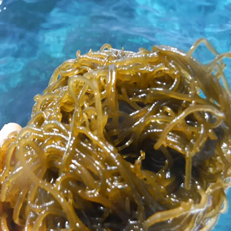 「イトサン」 生もずく 5kg ( 500g ×10袋) もずく 沖縄 もずく 生 モズク 沖縄産 沖縄県産 冷蔵 冷凍 腸活 食物繊維 ミネラル カルシウム フコイダン 血糖値 対策 ダイエット 健康 食材 生活習慣病 予防 もずく酢 みそ汁 沖縄県 糸満市 13-1