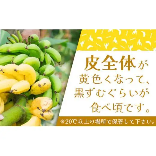石垣島の島バナナ 3～6房 (約2.6～3kg前後入り)  SI-34
