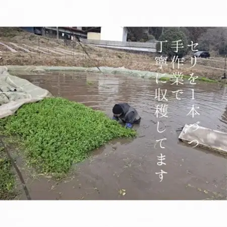 仙臺セリ鍋_惣菜・加工品  鍋 なべ ナベ_【配送不可地域：離島】【1428345】