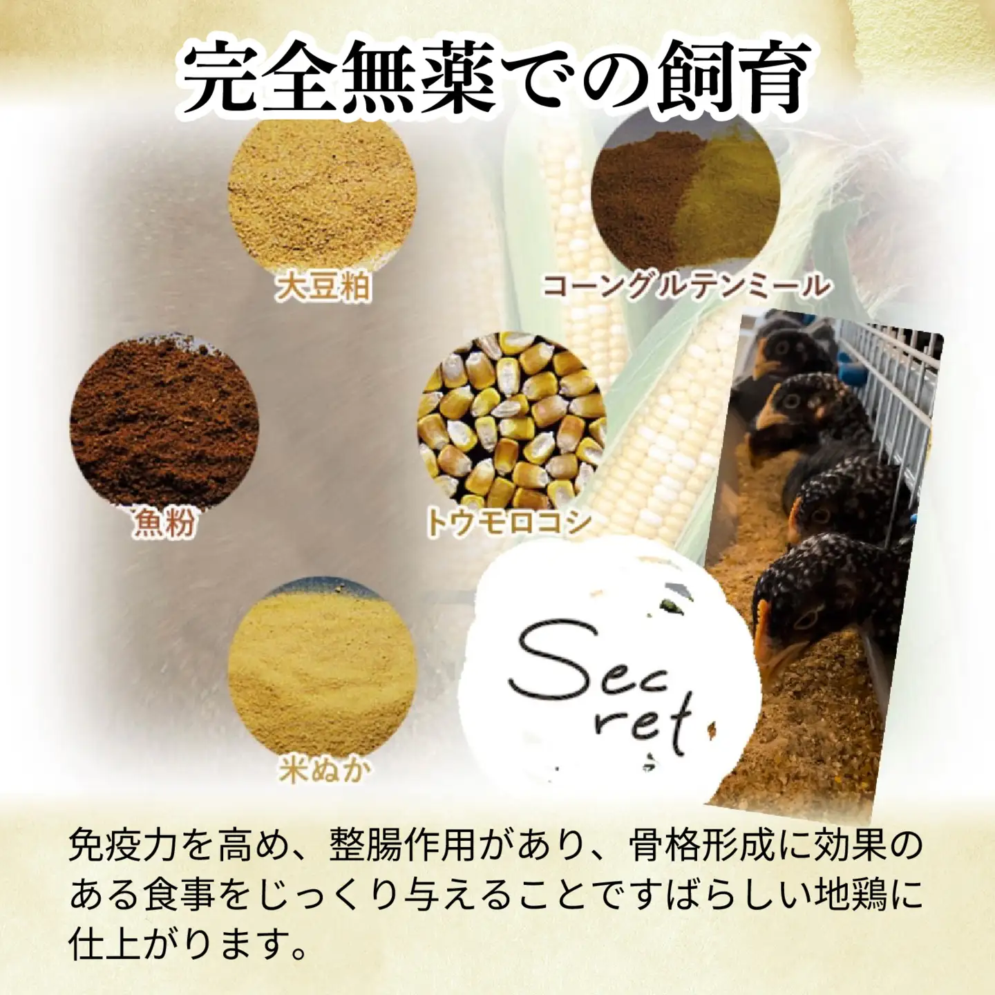 【かしわの川中】超新鮮＆美味！ローストチキン用丸鶏 淡海地鶏 約2.5kg以上（4～5人分） [G006]