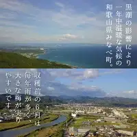 梅酒 375ml×2本 壱 -ICHI- 泡盛梅酒 【hjumys016A】
