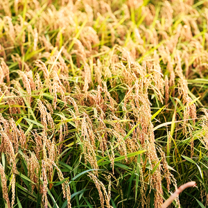 認定エコファーマー栽培　海部清流米コシヒカリ５㎏