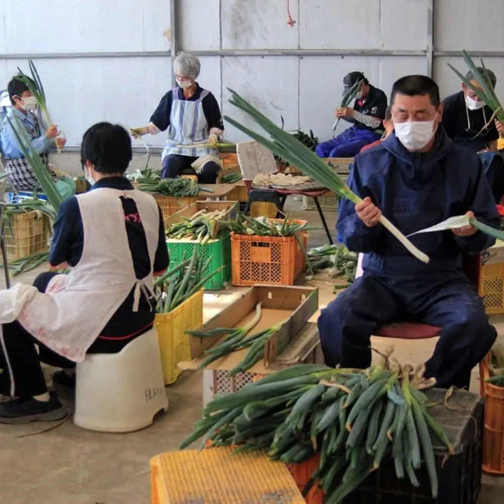 【先行予約】西日本有数の産地で育った白ネギ3kg | 豊後高田市 ネギ