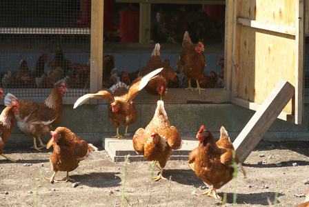白身も美味い！平飼い新鮮卵「鬼怒」40個 [0280]