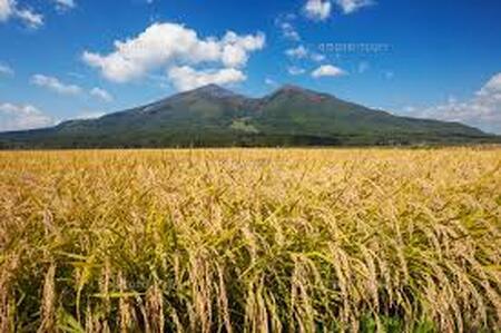 こしひかり (精米) 10kg 赤べこパッケージ 会津若松市産｜令和7年産 2025年産 コシヒカリ お米 米 こめ コメ 精米 白米 会津産 [1023]
