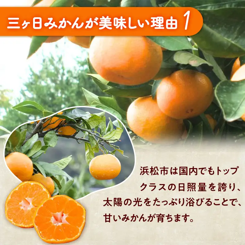 三ヶ日みかん 青島 4kg L/2L 蜜柑 ミカン 果物 くだもの フルーツ 浜松