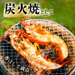 季節限定　箱詰め伊勢海老サイズおまかせ大セット（約５．０㎏） 【4月以降発送】