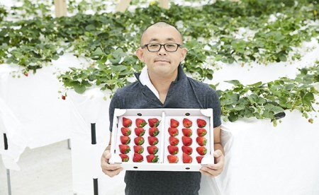 四季成りいちご 品種おまかせ 1種類 400g〈 なつあかり 信大BS8-9 夏の輝 夏のしずく すずあかね 〉いちご