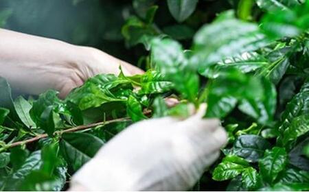 ＜産地直送＞京都宇治茶　奥西緑芳園のこだわりお茶飲み比べセット【煎茶】【玉露茎茶】【茎ほうじ茶】【ほうじ茶】【玄米茶】お茶 茶 詰合せ 詰め合わせセット 飲料