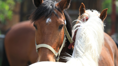 乗馬体験１回コース（20分）  乗馬 トレッキング 体験チケット   [DE007sa]