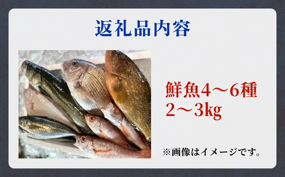 氷見港朝獲れ 高級魚！丸っと贅沢直送便！ 船上氷上締め 鮮魚ボックス | 高級魚 鮮魚ボックス