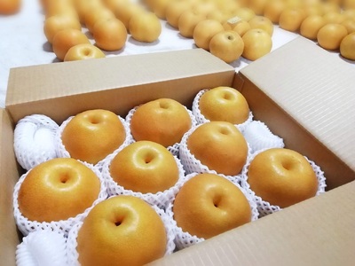 【樹上完熟】和梨「豊水」　５ｋｇ　７～１６玉（直送便）　0148-2610
