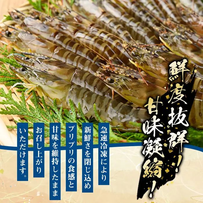 鹿児島県産！冷凍クルマエビ 500g クルマエビを合計20尾！クルマエビ1尾あたり25g　急速冷凍をかけたクルマエビをお届けします	【00-118-01】