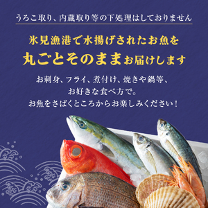 天然のいけす 富山湾 氷見漁港 旬の鮮魚セット定期便9ヶ月連続※配送地域限定