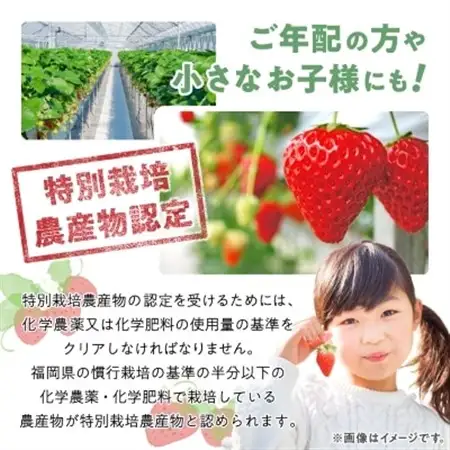 【数量限定】特別栽培あまおう4パック【2026年12月より順次発送】_果物・フルーツ いちご  イチゴ 苺_【配送不可地域：離島】【1445836】