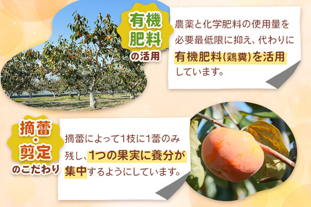 【先行予約】令和8年産 富有柿 3L 10個 ｜《2026年11月上旬より発送予定》カキ かき 果物 くだもの フルーツ 高橋柿ファーム 岐阜県 本巣市 [mt471] 15000円 [mt471_26]	