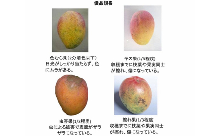 ＜訳あり・ご自宅用＞アップルマンゴー（約1.5kg）＜2026年発送＞ 〇 沖縄 旬のフルーツ マンゴー 7月 スイーツ おうち用 産地直送 お家使い うちなーすぐりむん 読谷村 お試し 夏 人気 甘い 家庭用 