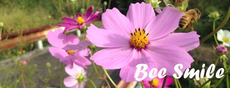 国産ハチミツ1kg　2本セット（013_5003）