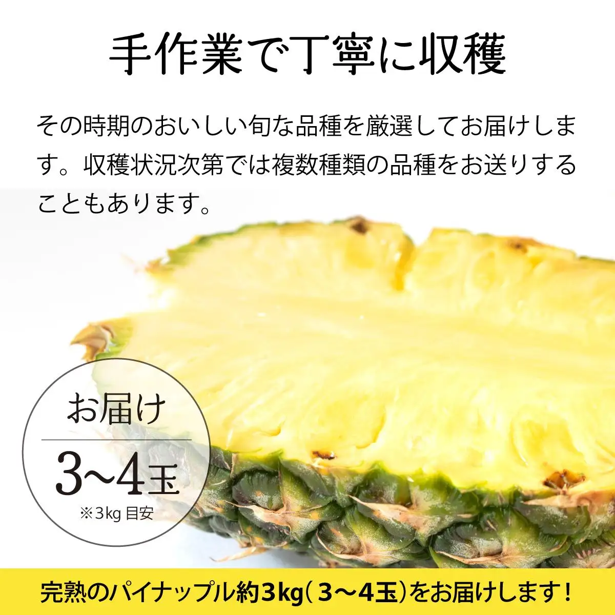 完熟 パインアップル 約3kg 
