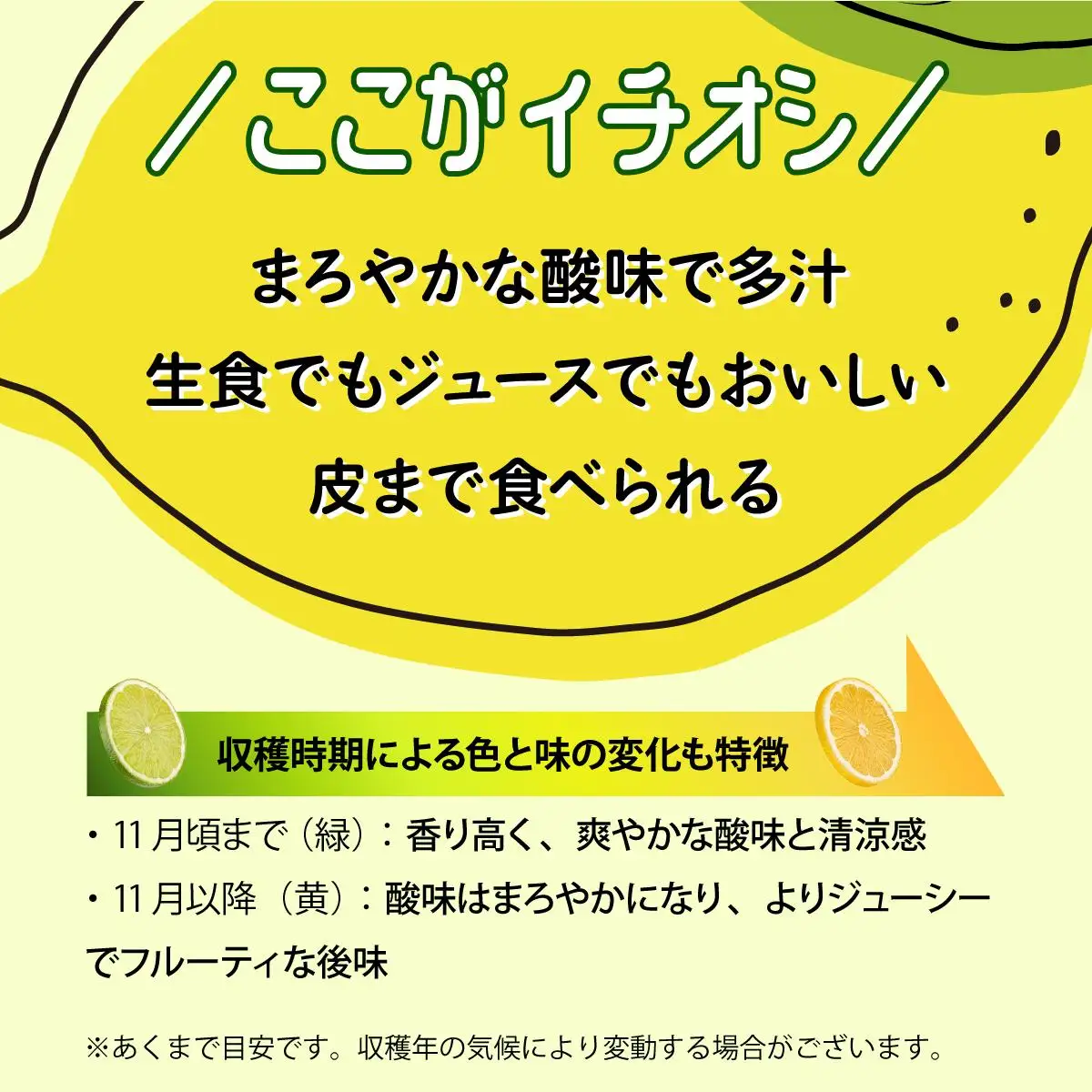 マイヤーレモン （島レモン）約2kg