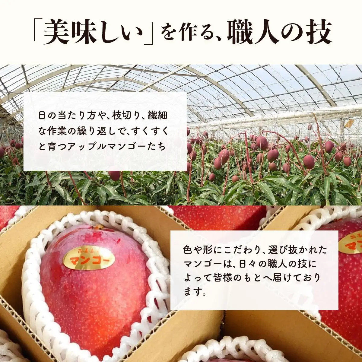 アップルマンゴー 約4kg 