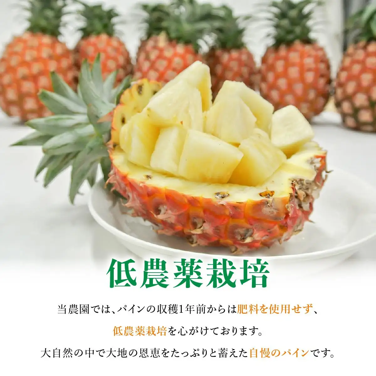 ピーチパイン2kg（2～4玉）
