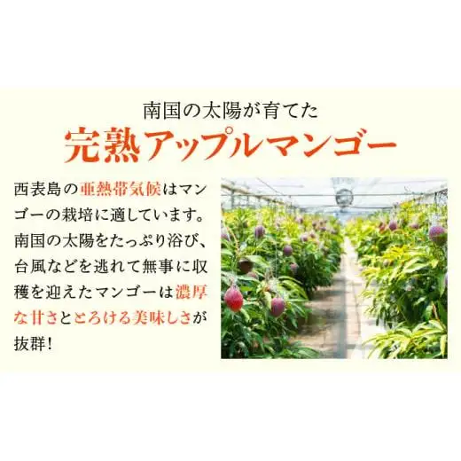 満足度NO.1！1玉1玉検品し、樹上完熟で糖度14度以上のみ発送します！ 西表島プレミアムマンゴー900g