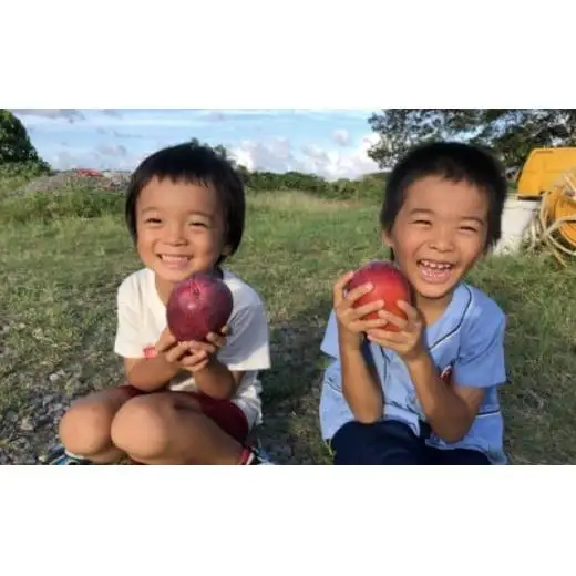 マンゴー 夏小紅 約2kg 
