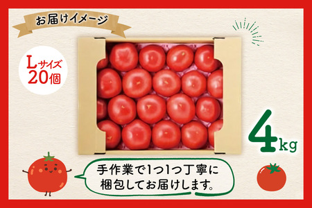 【期間限定発送】波乗り トマト とまたん 4kg (20個入) [サンフレッシュ小泉農園 宮城県 気仙沼市 20564139]