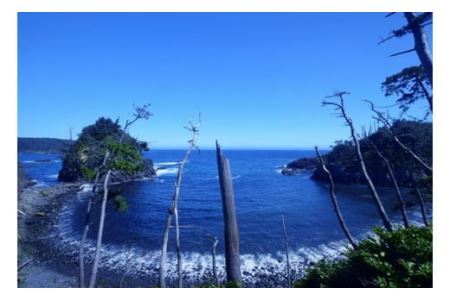 【外抜一等品】 三陸産 特撰若布 400g [大菊 宮城県 気仙沼市 20563741]