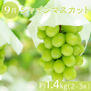 坂出市「旬のフルーツを味わう6回」定期便 【発送月：2月・4月・7月・9月・11月・12月】