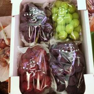 ぶどう 先行予約 高級 ミックス（シャイン入り）おまかせ 食べ比べ 約 2kg 【2026年発送】 [フルーツランド平賀 山梨県 韮崎市 20742832]