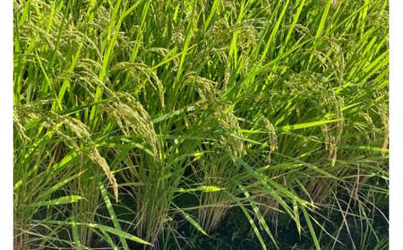 米 武川米 コシヒカリ 5kg [梨北農業協同組合 山梨県 韮崎市 20743510]