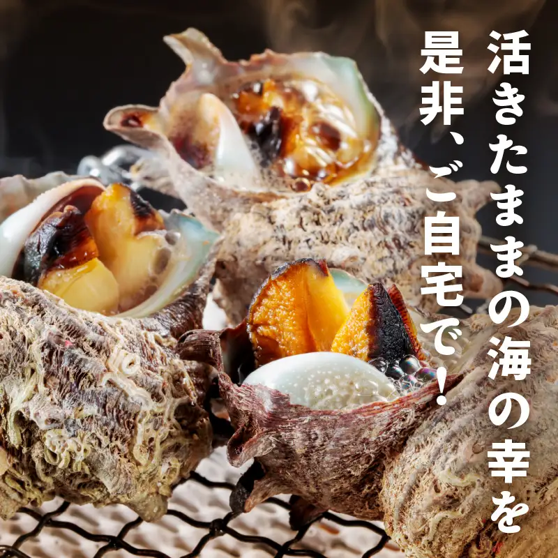 京丹後産さざえ2kg！活けサザエ