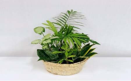 幸せを運ぶ観葉植物のおまかせ寄せ植え（4～5品種） グリーンインテリア おしゃれ 　※2025年7月中旬頃より順次発送予定　※離島への配送不可