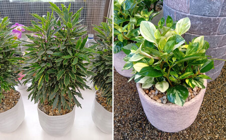【年12回定期便 】おまかせ そのまま飾れる インテリアグリーン  / 植物 観葉植物 鑑賞用 インテリアグリーン インテリア 室内 おまかせ 置き型 / 大村市 / アトリウム琴花園[ACZZ010]