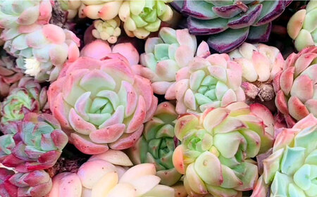 オリジナル鉢付き！かわいい売れ筋多肉植物お届けセットC / 観葉植物 多肉 多肉植物 寄せ植え セット 鉢付き かわいい ミニ 小さい 観葉 インテリア / エコグリーンヒガシ / 大村市[ACAL006]