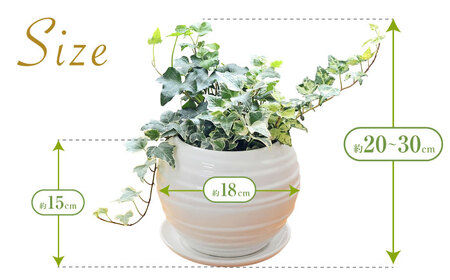 観葉植物アイビー ヘデラ 3種 ボール形  白 観葉植物 [ACYK006]