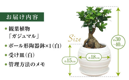 観葉植物ガジュマル 多幸の木 ボール形(白) 観葉植物 [ACYK008]