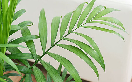 観葉植物チャメドレア 6号 白 観葉植物 [ACYK023]