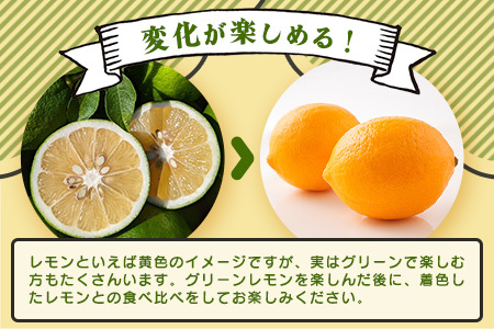 【産地直送】【農家直送】【予約受付】佐賀県鹿島市産　マイヤーレモン　5kg サイズ混合【９月～2月頃まで配送】 B-726