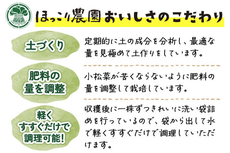 山形県白鷹町産 とれたて小松菜（5kg）個数限定 国産 旬 野菜 やさい こまつな
