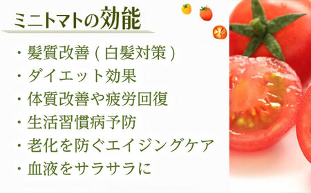 【訳あり】ミニトマト 3kg / 訳あり 訳アリ ミニトマト プチトマト トマト とまと 野菜 やさい / 諫早市 / 原農園 [AHCZ001]