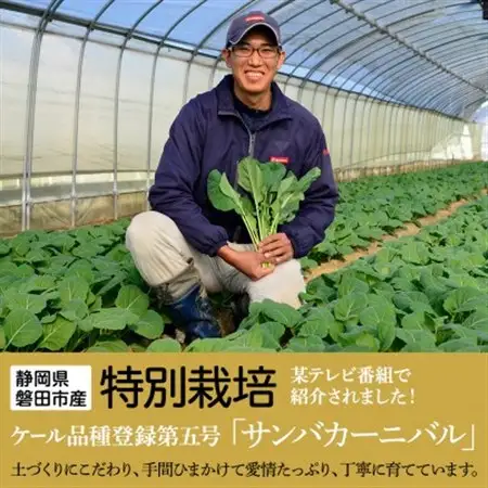 【毎月定期便】TV紹介で大好評 ソフトケール 100g×5袋 健康 腸活応援 スムージー 全12回_ケール 定期便 スーパーフード 機能性表示食品 ソフトケール GABA おすすめ 送料無料 贈答 ギフト_【配送不可地域：離島】【4003773】