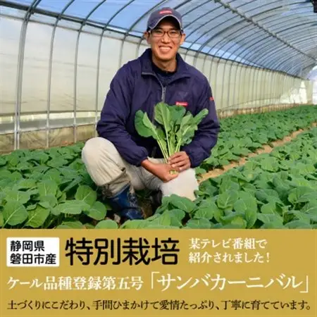 【毎月定期便】TV紹介で大好評 ソフトケール 100g×5袋 健康 腸活応援 スムージー 全3回_ケール 野菜 スーパーフード やさい 食物繊維 カルシウム サラダ パスタ スムージー 定期便 全3回 産地直送 冷蔵 送料無料_【配送不可地域：離島】【4003774】