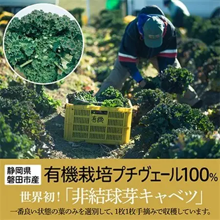 【毎月定期便】野菜でカルシウム!青汁初心者にオススメ【無添加 プチヴェール(R)100%青汁】全6回_青汁 あおじる あお汁 定期便 プチヴェール 100% 無添加 有機栽培 国産 手軽 飲みやすい 野菜 飲料 ドリンク カルシウム ビタミン 送料無料_【4003776】
