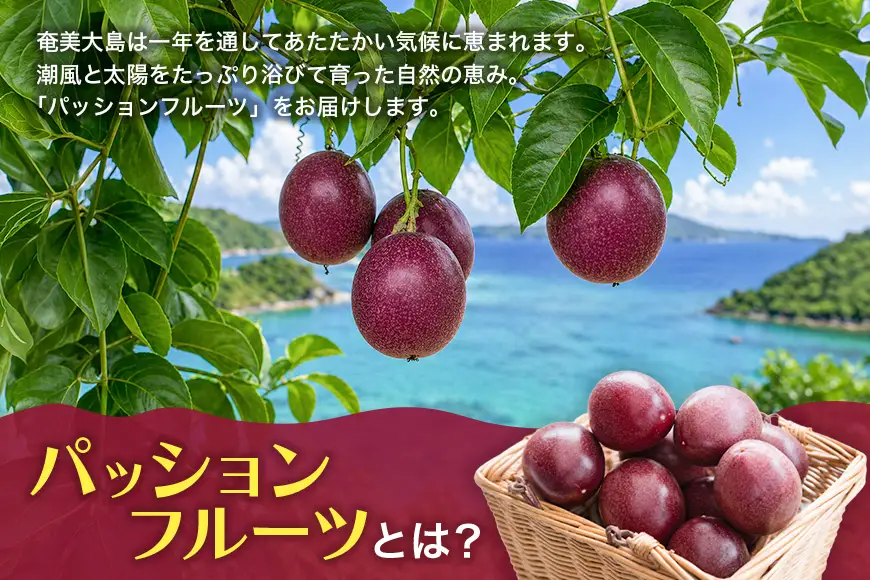 【 2026年 先行予約 】《 奄美大島産 パッションフルーツ 》 贈答用 化粧箱 入り1kg（12玉入り） A145-005 奄美大島産パッションフルーツ フルーツ 果物 トロピカルフルーツ 先行受付 事前予約 事前受付 受付 予約 限定 甘い フラスコ ふるさと納税 奄美市 おすすめ ランキング プレゼント ギフト