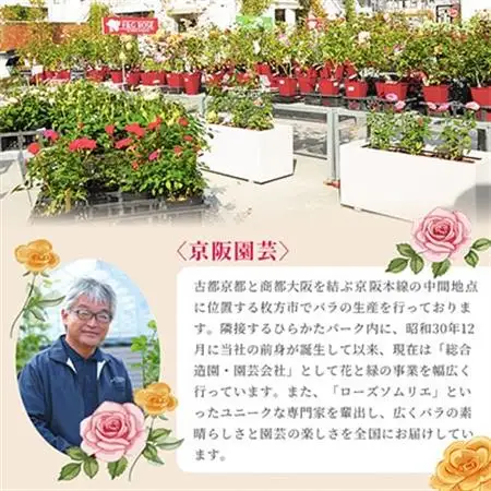 京阪園芸 バラ 鉢植え (未開花) 2鉢セット_花・観葉植物  花 _【1351042】